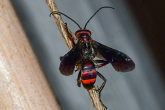 Poecilopompilus algidus