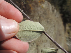 Cotoneaster integerrimus