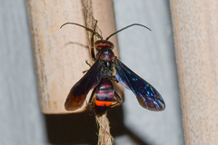 Poecilopompilus algidus