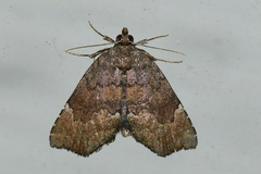 Cutina aluticolor