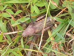 Dictyophorus griseus