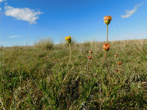 Hysterionica jasionoides, photograph 6