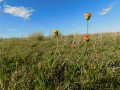 Hysterionica jasionoides, photograph (c) Valentín Alfano, some rights reserved (CC BY)