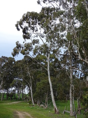 Eucalyptus leucoxylon