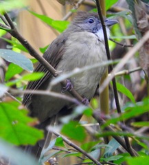 Puff-Throated Bulbul photo 2