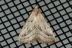 Macrochilo hypocritalis