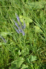 Veronica spuria