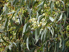 Eucalyptus leucoxylon