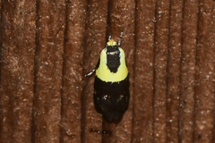 Rectiostoma xanthobasis