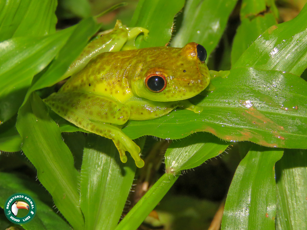 Serra do Mar Canebrake Tree Frog