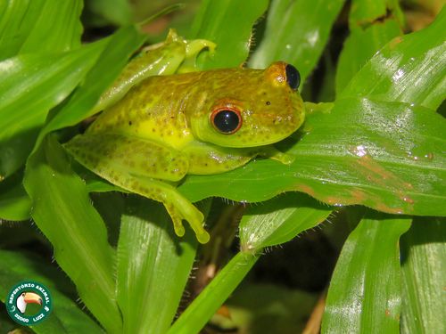 Serra do Mar Canebrake Tree Frog
