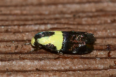 Rectiostoma xanthobasis