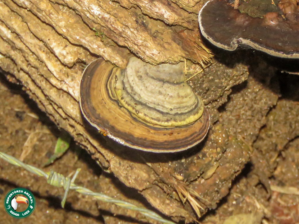 Trametes cubensis · April 2025 · photo: © diogoluiz (iNaturalist, cc-by)