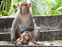 Macaca mulatta