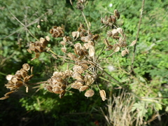 Apiaceae
