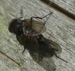 Diptera