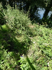 Apiaceae