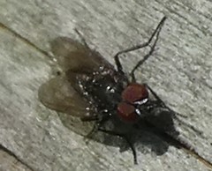 Diptera
