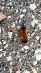 Pyrrharctia isabella