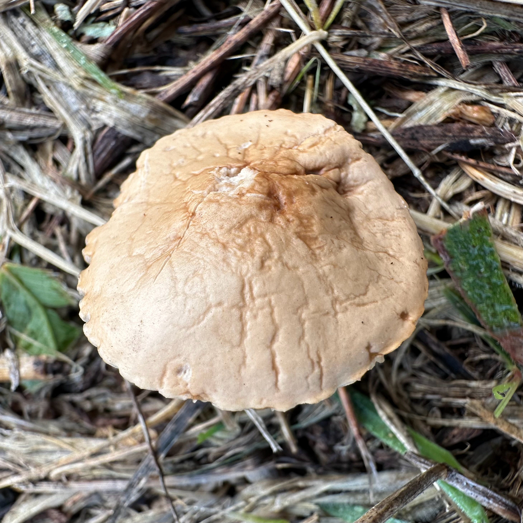 Marasmius oreades · May 2025 · photo: © southernwanderer (iNaturalist, cc-by)