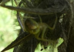 Araneae