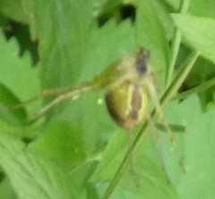 Araneae