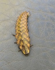 Pyractomena borealis