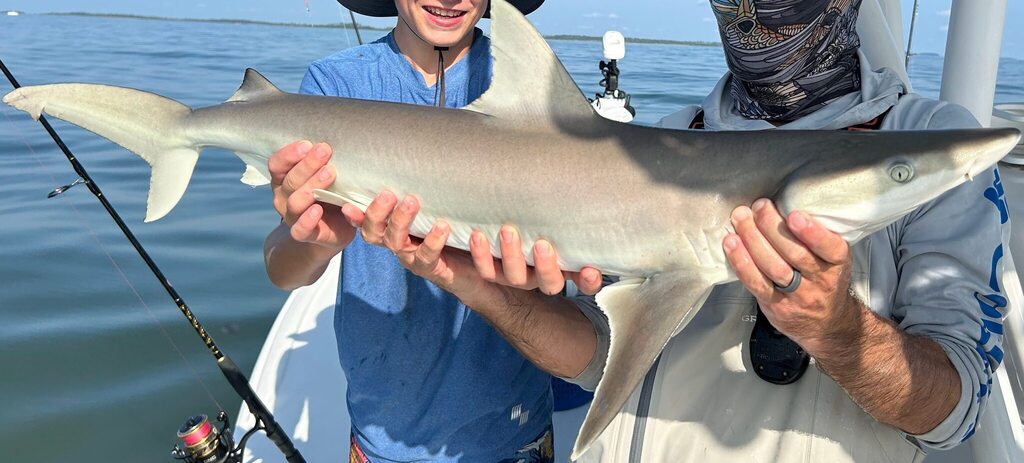 Live blacknose shark held by two people on a boat, showing its slender grey body