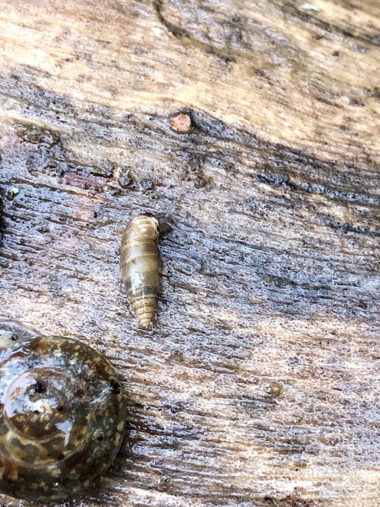 Graniberia braunii marcusi