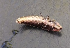 Pyractomena borealis