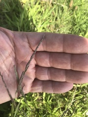 Muhlenbergia mexicana