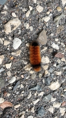 Pyrrharctia isabella