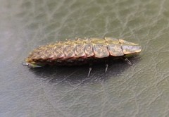 Pyractomena borealis