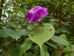 Ipomoea silvicola