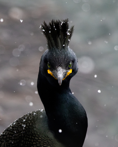 European Shag (Gulosus aristotelis), photo 8