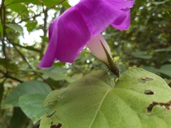 Ipomoea silvicola