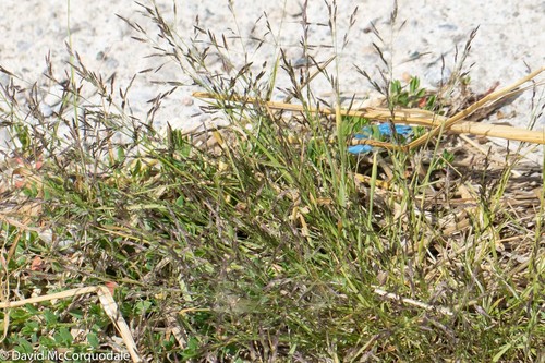 Eragrostis pectinacea