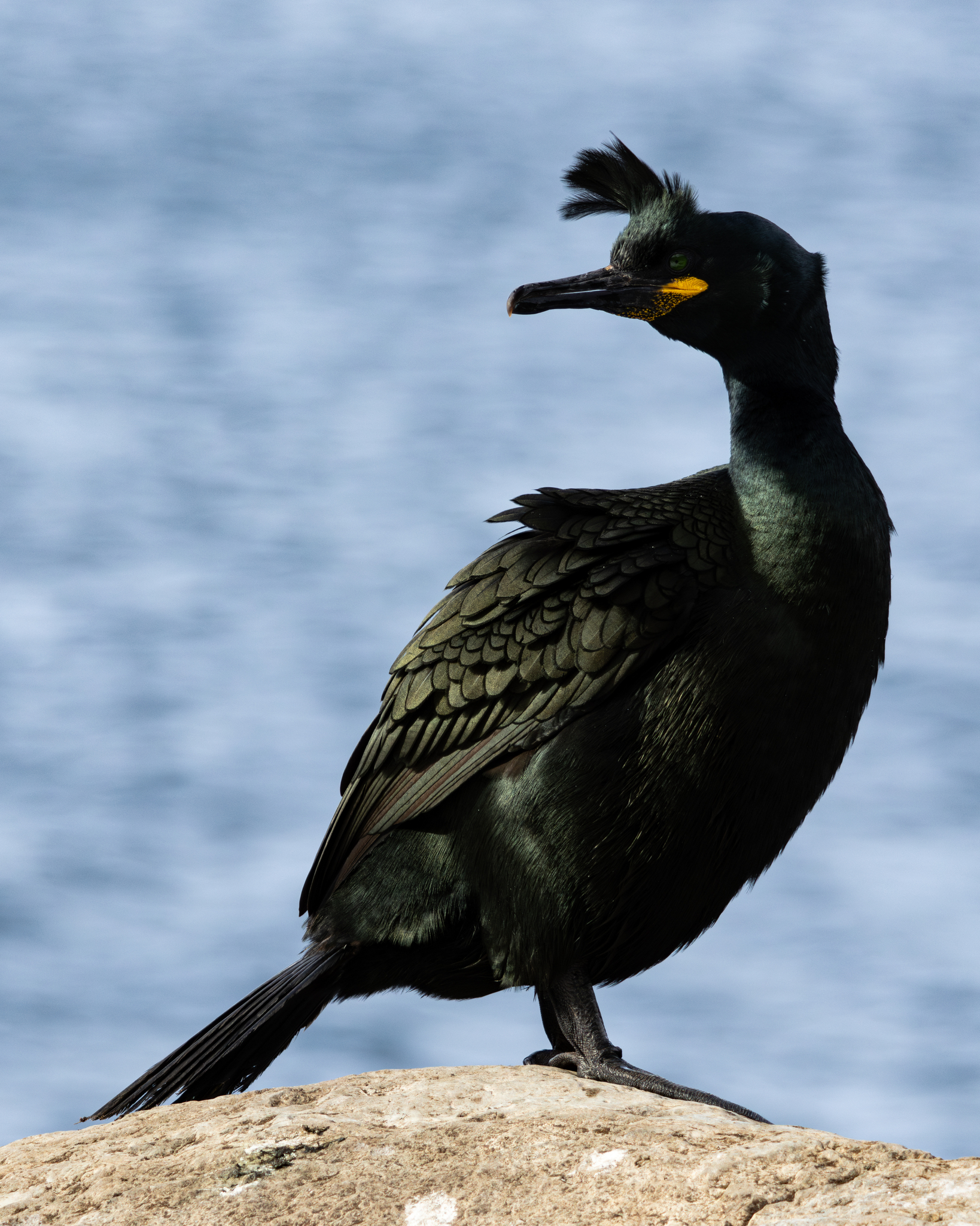 European Shag (Gulosus aristotelis)