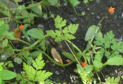 Lysimachia arvensis