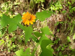 Smallanthus oaxacanus