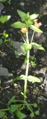 Lysimachia arvensis