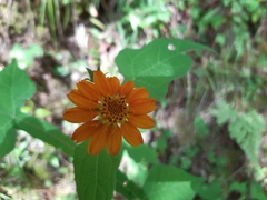 Smallanthus oaxacanus