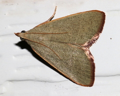 Hypsopygia albidalis