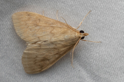 Common Hahncappsia Moth photo 5