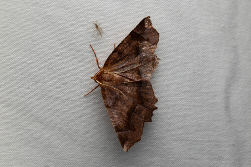 Purplish Metarranthis Moth photo 2