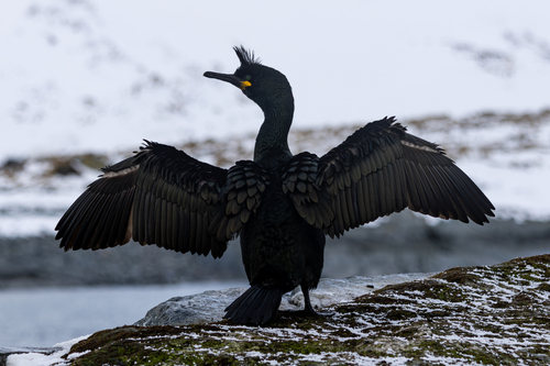 European Shag, photo 4 of 10