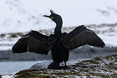 European Shag photo 6