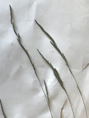 Muhlenbergia mexicana