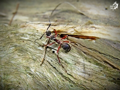 Dolichoderus attelaboides