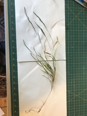 Muhlenbergia mexicana